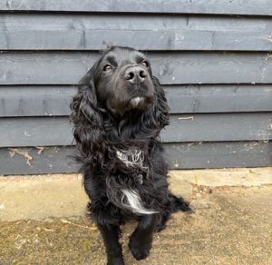 Odin